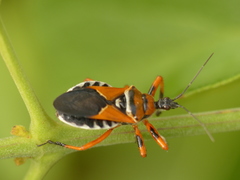 Apiomerus flaviventris