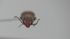 Psiloniscus sticticus