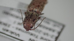 Psiloniscus sticticus