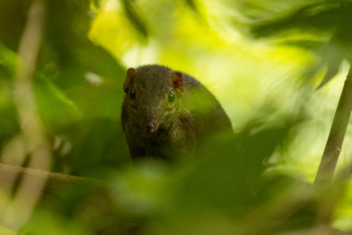 Sumatran Treeshrew