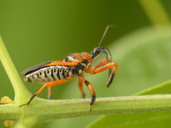 Apiomerus flaviventris
