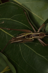 Metaballus brevipennis
