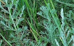 Artemisia austriaca