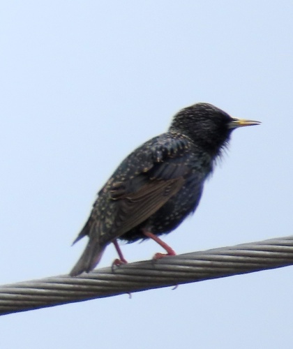 European Starling