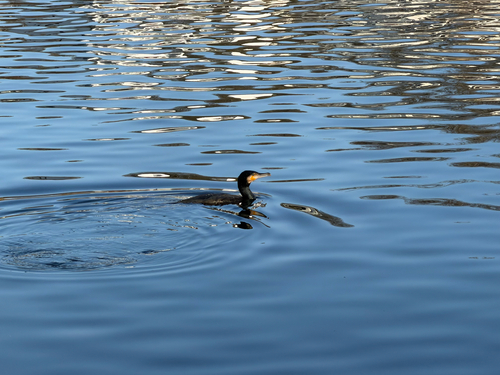 Great Cormorant