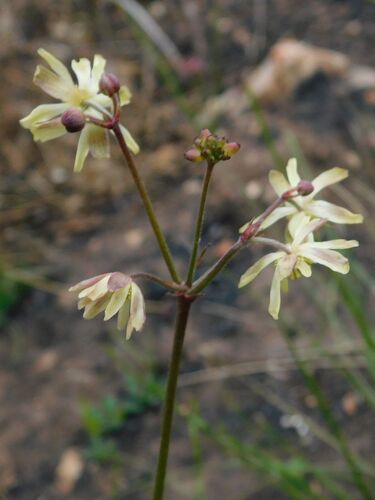 Common Burnleaf (Knowltonia vesicatoria)