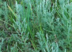 Artemisia austriaca