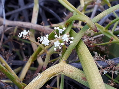 Platysace compressa