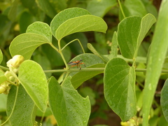 Apiomerus flaviventris