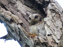 Margarobyas lawrencii