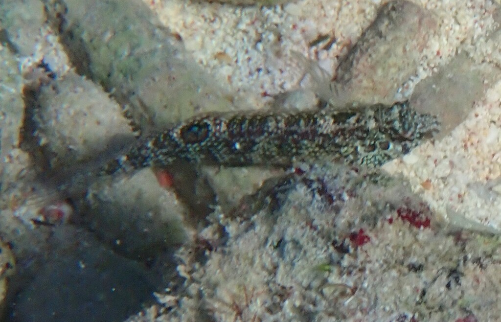 Dusky blenny (Malacoctenus gilli) — Labrisomidae