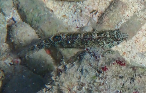 Dusky blenny (Malacoctenus gilli) — Labrisomidae