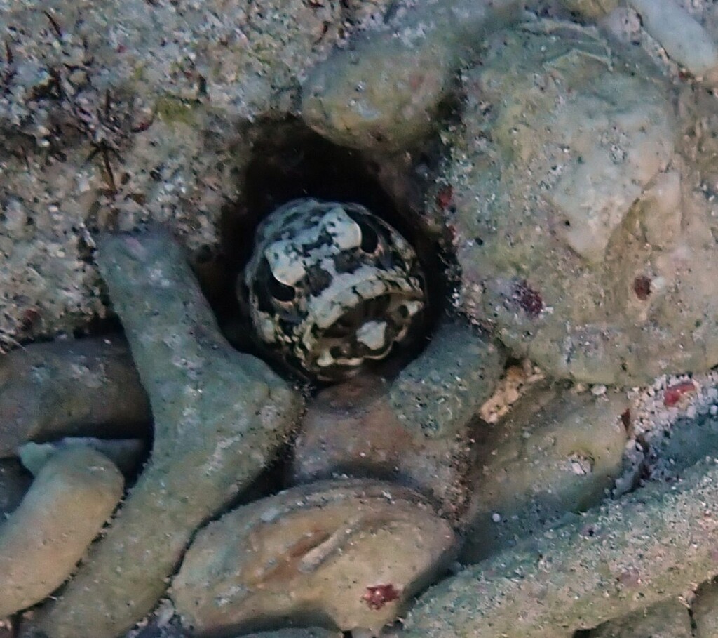 Mottled jawfish (Opistognathus maxillosus) — Opistognathidae