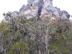 Melaleuca velutina