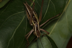Metaballus brevipennis
