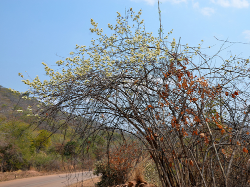 knobbly climbing bushwillow