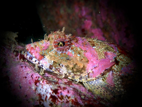 Coralline sculpin (Artedius corallinus) — Cottidae — 3