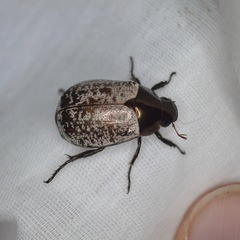 Callistethus cupricollis