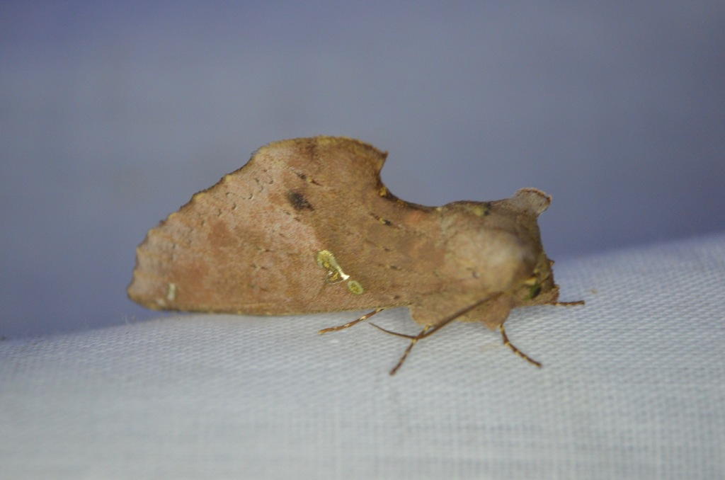 Rhapigia