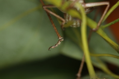 Metaballus brevipennis