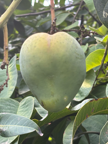 Common mango