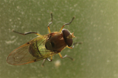 Copestylum vagum