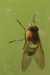 Copestylum vagum