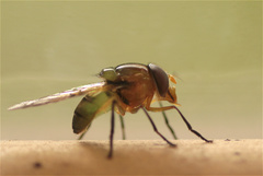 Copestylum vagum