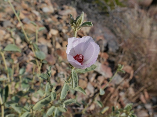 Paleface (Hibiscus denudatus)