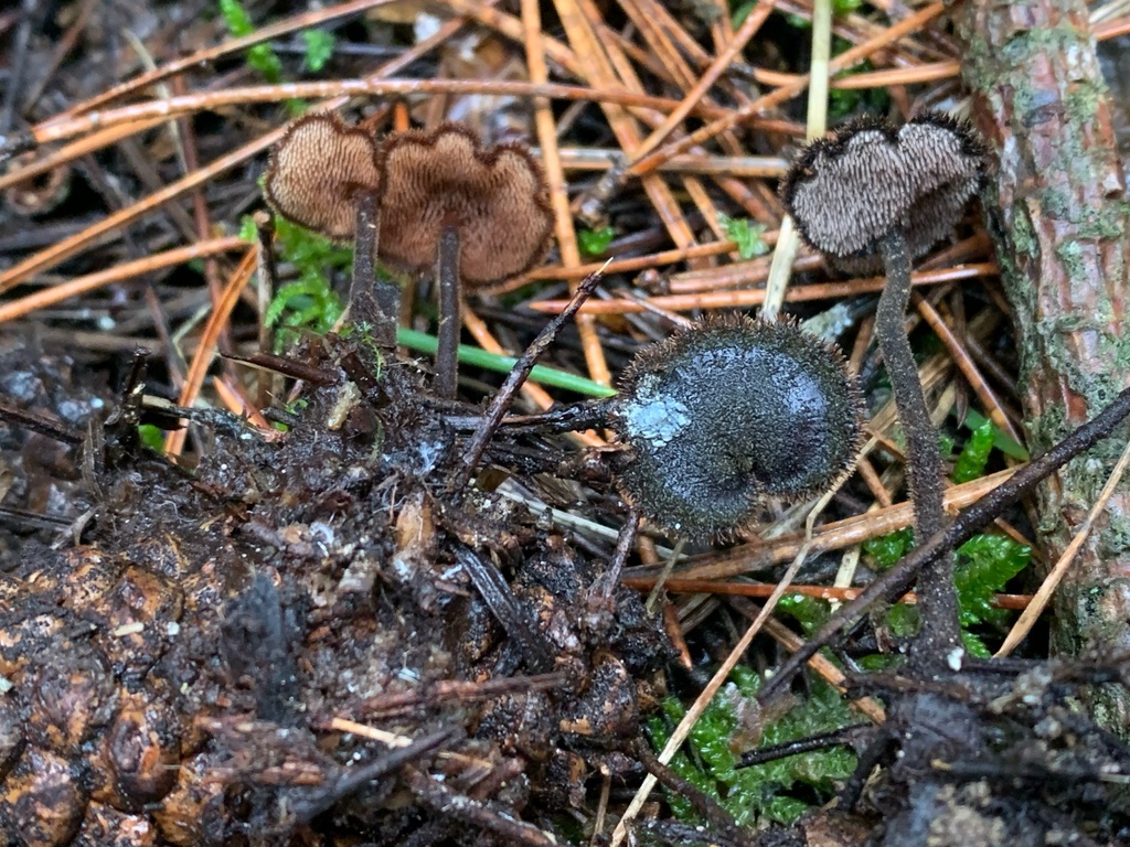 Auriscalpium vulgare · January 2026 · photo: © manuela9012 (iNaturalist, cc-by)