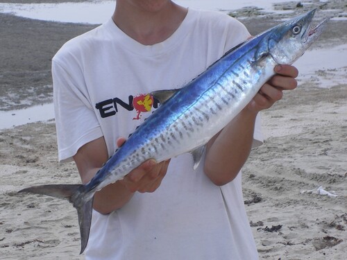 Kingfish