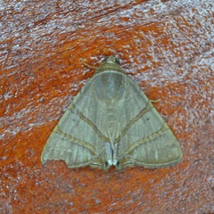 Eulepidotis juncida