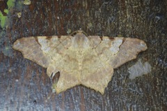 Macaria approximaria