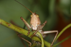 Metaballus brevipennis