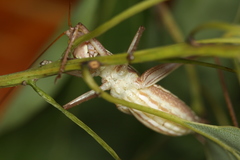 Metaballus brevipennis