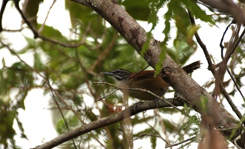 Moustached Wren