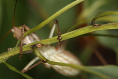 Metaballus brevipennis