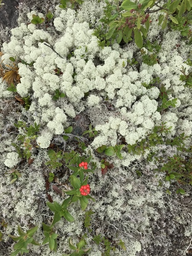 Star-tipped Reindeer Lichen