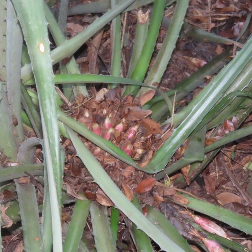 Bromelia karatas (Bromelia karatas)
