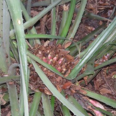 Bromelia karatas