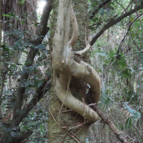 Petiolate Fig (Ficus petiolaris)