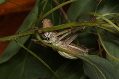 Metaballus brevipennis