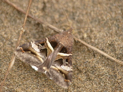 Melipotis perpendicularis