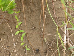 Melipotis perpendicularis