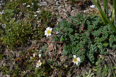Callianthemum alatavicum