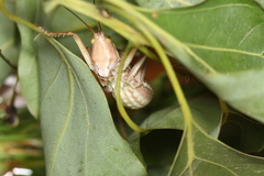 Metaballus brevipennis