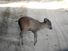 Cephalophorus natalensis
