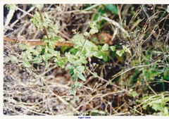 Scrophularia scorodonia