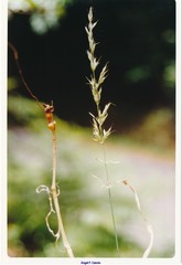 Arrhenatherum elatius bulbosum