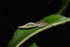 Oxybelis rutherfordi